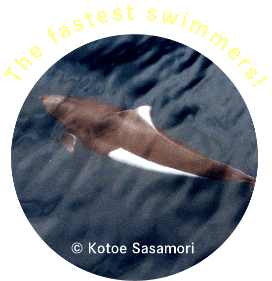 The fastest swimmers!