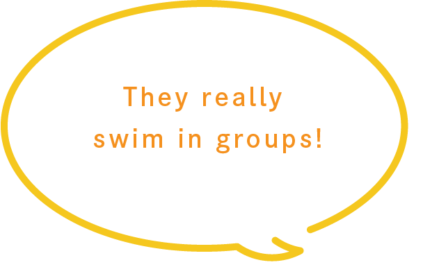 They really swim in groups!